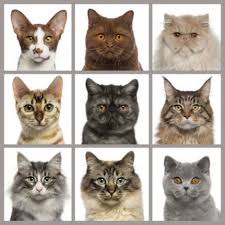 les races de chats admissibles pour souscrire une assurance pour chat