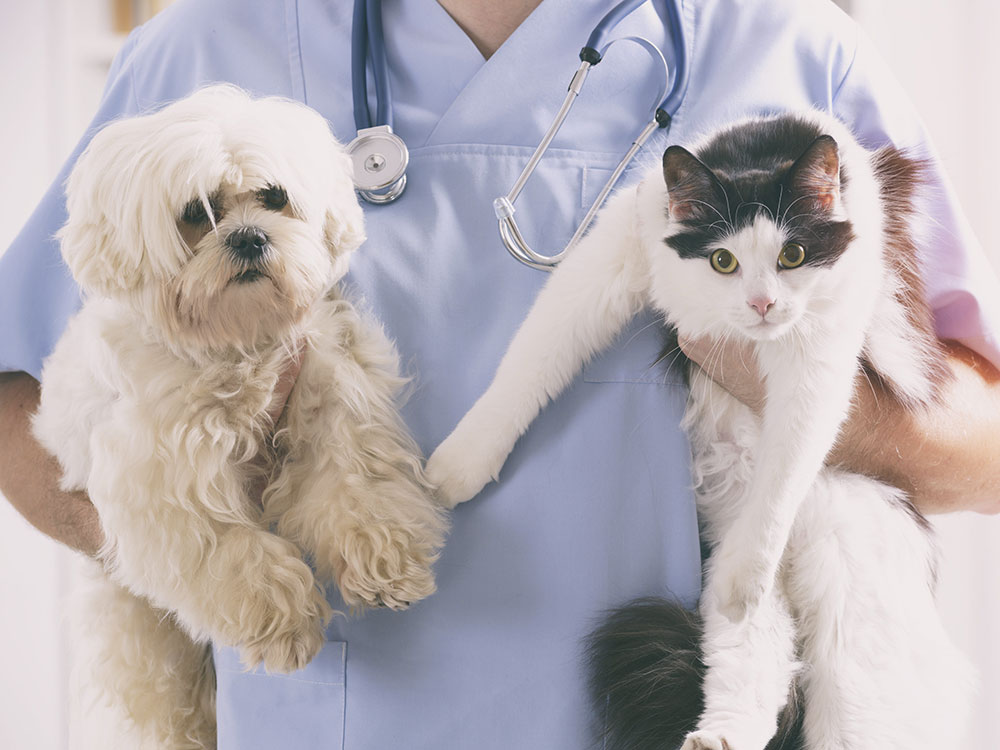 choix du veterinaire et assurance chien